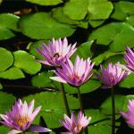 Water lilies.jpg